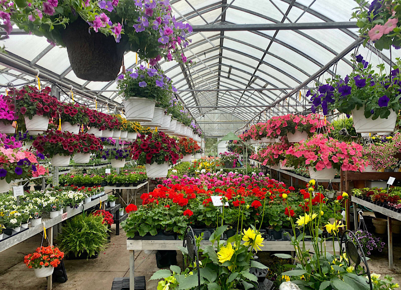 Mazzocca's Greenhouse | Annuals, Perennials & More in Massillon