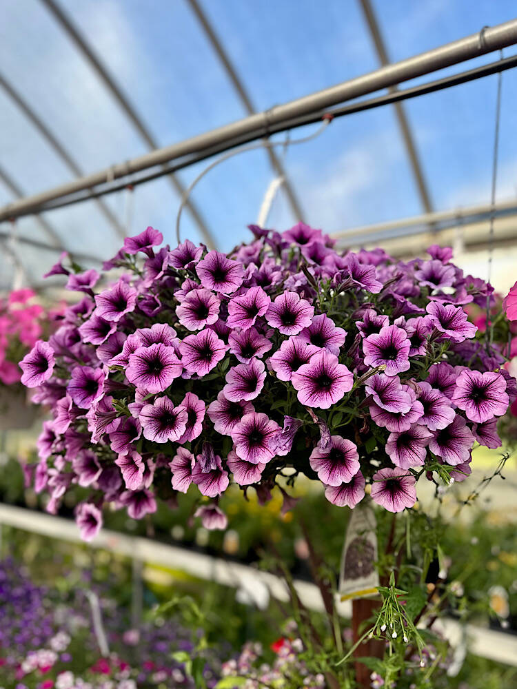 Hanging Baskets | Mazzocca's Greenhouse | Massillon, Ohio